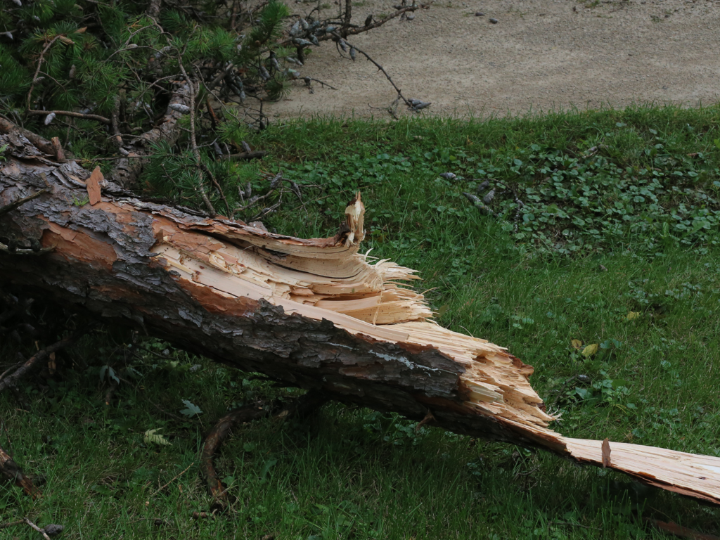 et træ er væltet efter storm